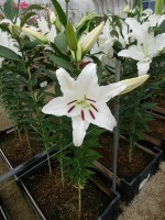 [4259 Gandhara No01.JPG]